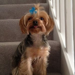 Meet your Posher, Steve